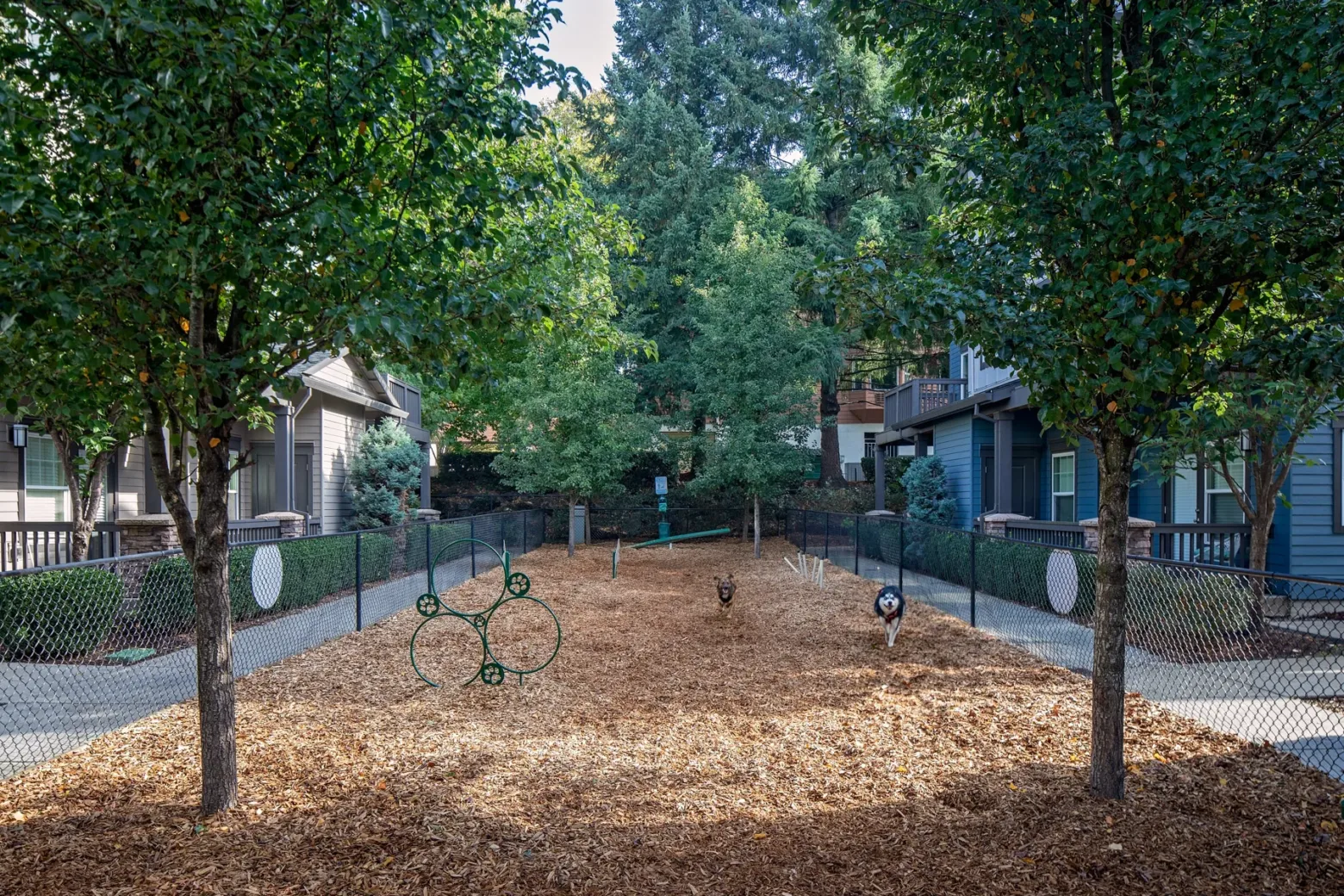 Outdoor fenced dog play area at an apartment complex with mulch ground, agility hoops, and two dogs running towards the camera, surrounded by trees and nearby apartment buildings.