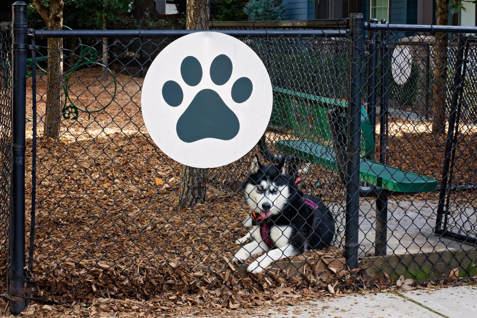 A Husky dog lying on the ground inside a fenced dog park area, with a large paw print sign on the fence behind it.